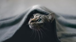 Desktop wallpaper. Cats. ID:143079