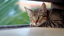 Desktop wallpaper. Cats. ID:143083