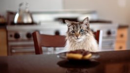 Desktop wallpaper. Cats. ID:143132