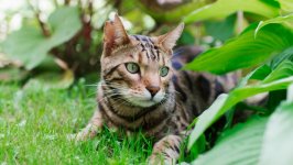 Desktop wallpaper. Cats. ID:143655