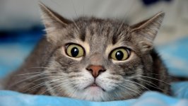 Desktop wallpaper. Cats. ID:143715