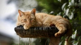Desktop wallpaper. Cats. ID:143966