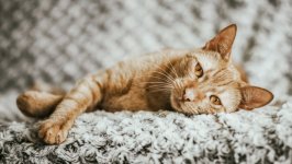 Desktop wallpaper. Cats. ID:143993