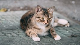 Desktop wallpaper. Cats. ID:144004