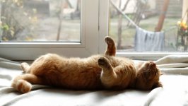Desktop wallpaper. Cats. ID:144287