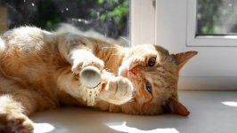 Desktop wallpaper. Cats. ID:144288