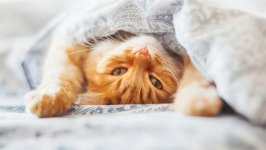 Desktop wallpaper. Cats. ID:144354
