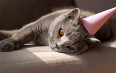 Desktop wallpaper. Cats. ID:145054