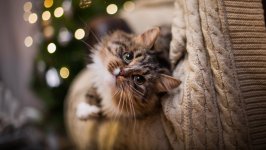 Desktop image. Cats. ID:145126