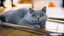 Desktop image. Cats. ID:145274