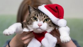 Desktop image. Cats. ID:145284
