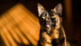 Desktop image. Cats. ID:145509