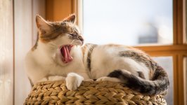 Desktop image. Cats. ID:145511