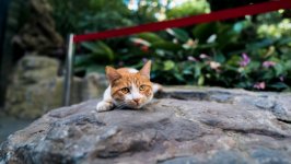 Desktop image. Cats. ID:145658