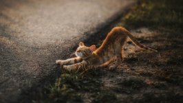 Desktop image. Cats. ID:145661
