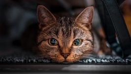 Desktop image. Cats. ID:146340
