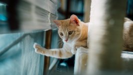Desktop image. Cats. ID:146342