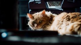 Desktop image. Cats. ID:146343