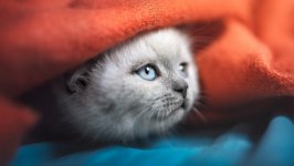 Desktop image. Cats. ID:146684