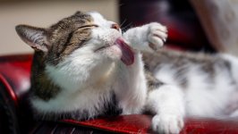 Desktop image. Cats. ID:146725