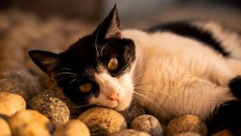 Desktop wallpaper. Cats. ID:147039
