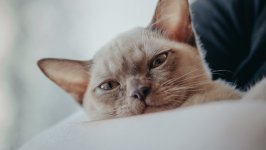Desktop wallpaper. Cats. ID:147331