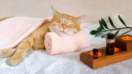 Desktop wallpaper. Cats. ID:147741