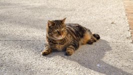 Desktop wallpaper. Cats. ID:147942