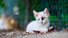 Desktop wallpaper. Cats. ID:148056