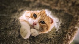 Desktop wallpaper. Cats. ID:148300