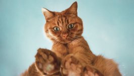 Desktop wallpaper. Cats. ID:148301
