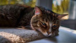 Desktop wallpaper. Cats. ID:148418