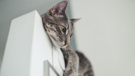 Desktop wallpaper. Cats. ID:149112