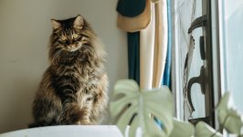 Desktop wallpaper. Cats. ID:149288