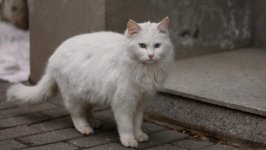 Desktop wallpaper. Cats. ID:149353