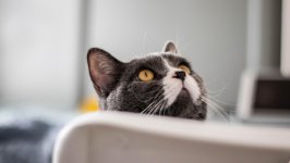Desktop wallpaper. Cats. ID:149358