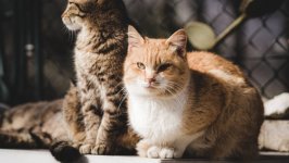 Desktop wallpaper. Cats. ID:149360