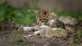 Desktop wallpaper. Cats. ID:149545