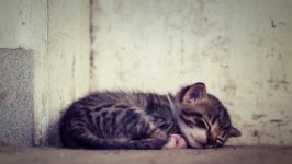 Desktop wallpaper. Cats. ID:149658