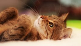 Desktop wallpaper. Cats. ID:149709