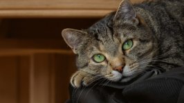 Desktop wallpaper. Cats. ID:150158
