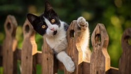 Desktop wallpaper. Cats. ID:150162