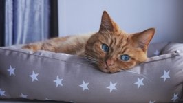 Desktop wallpaper. Cats. ID:150252