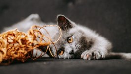 Desktop wallpaper. Cats. ID:150501