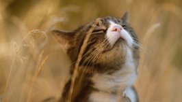 Desktop wallpaper. Cats. ID:150951