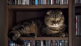 Desktop wallpaper. Cats. ID:150958