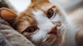 Desktop wallpaper. Cats. ID:151302