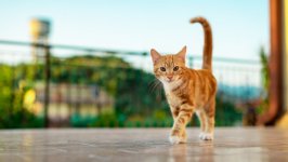 Desktop wallpaper. Cats. ID:151424