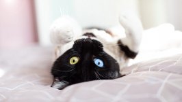 Desktop wallpaper. Cats. ID:151802