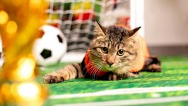 Desktop wallpaper. Cats. ID:151897